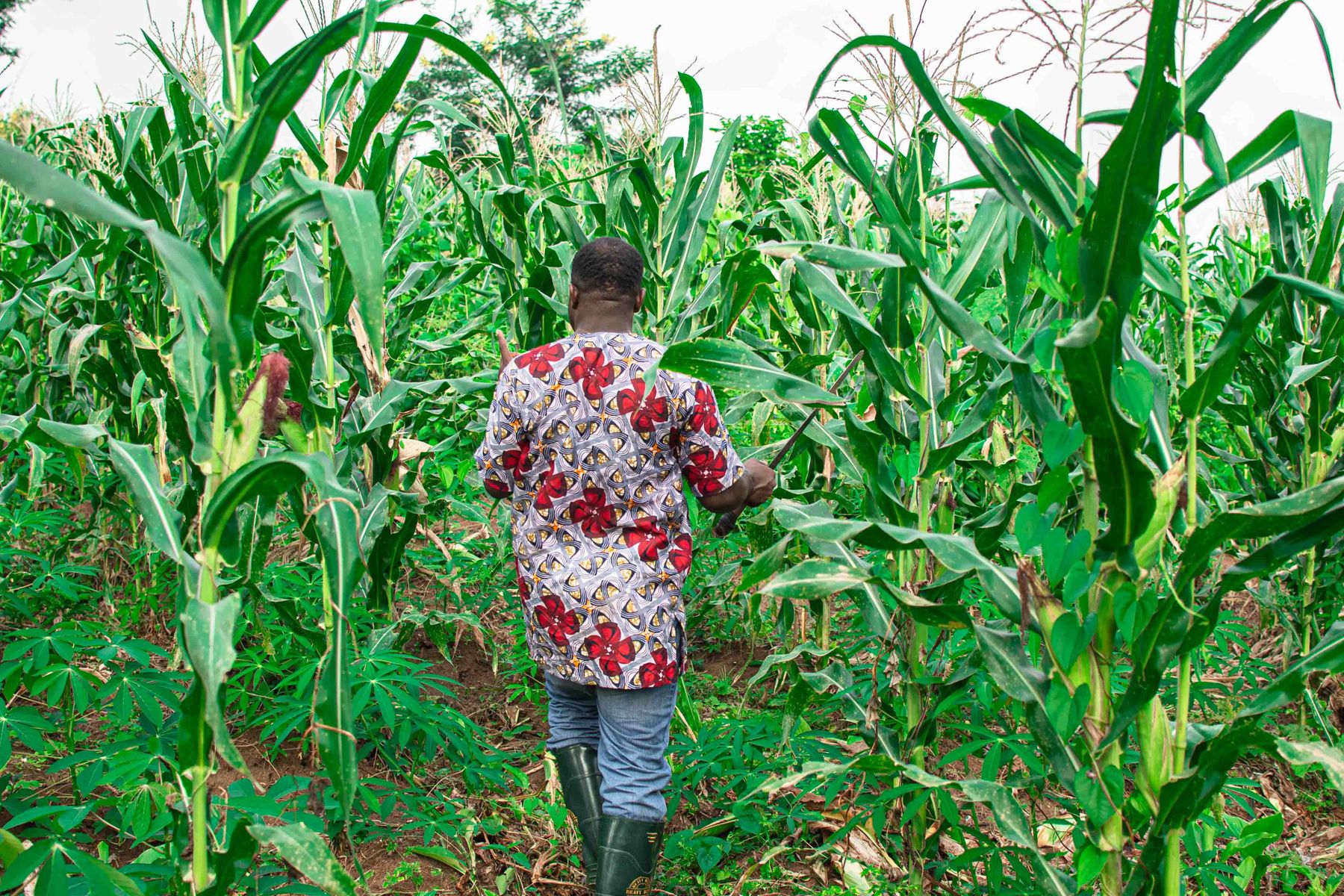 African farmer using digital agricultural technology