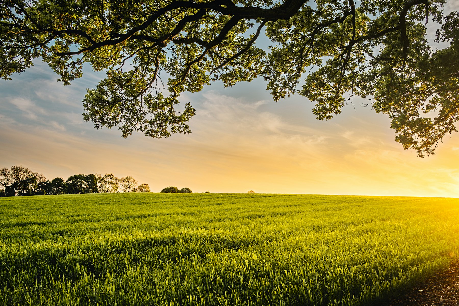 Farm field