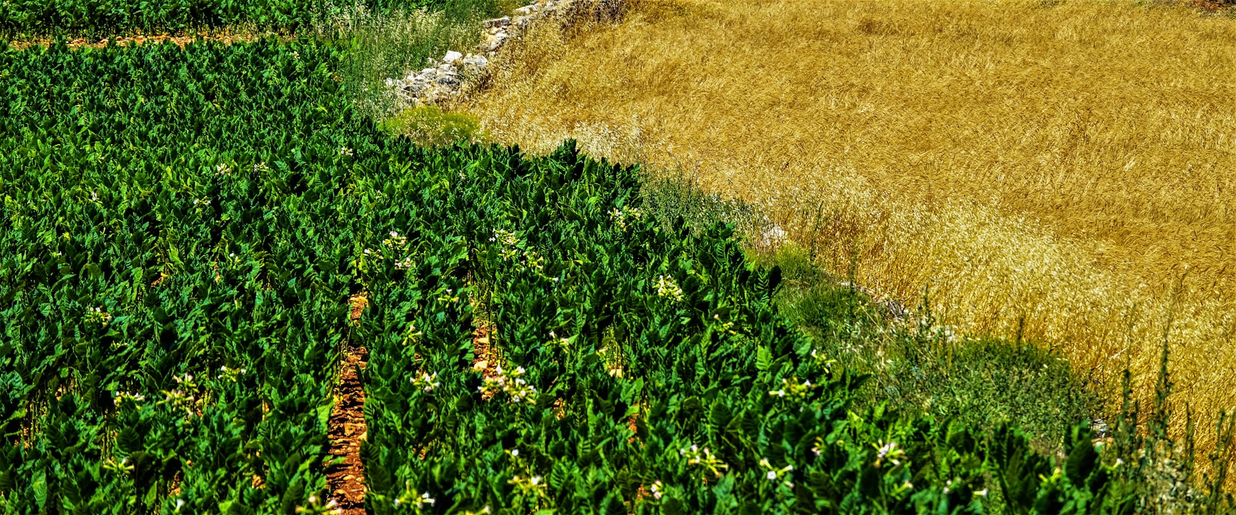 Farmer