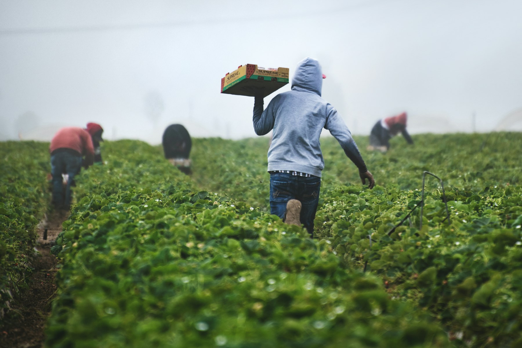 Farmer working