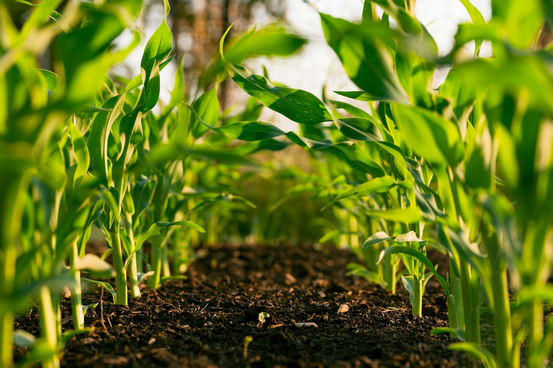 Young plants supported by smart agriculture